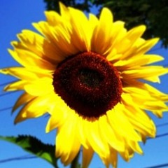 Ah Sunflower