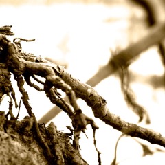 Late Green (Ben Monder)