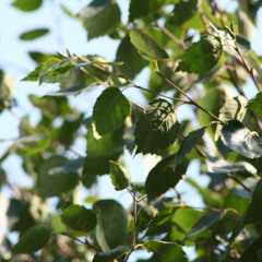 Every Pore (Original Mix)