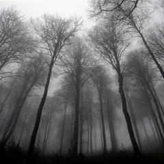 Spirit of Trees IV. - Alan Hovhaness, Mária Kmeťková - haph, Peter Fillo - guitar