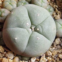 Peyote Songs - Adam David Begay, Paul Brown - Healdsburg, CA 2013