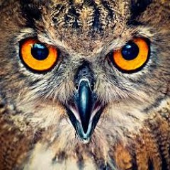 Plintir Burungnya Bro