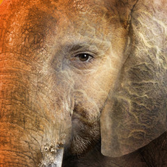Elephantus Teaser