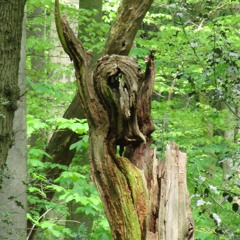 spiritus ding(2nd version)