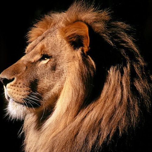 Nat Geo Test