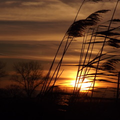 Tropical Island Ukulele (Royalty Free Music from LeMega)