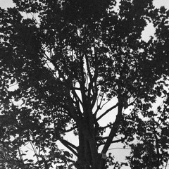 Sementes-Daniel Isaza