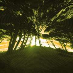 Misty Morning (Live Demo)