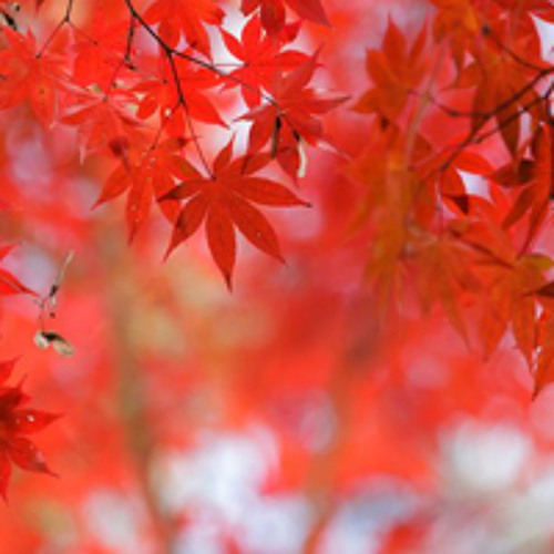 Koyo