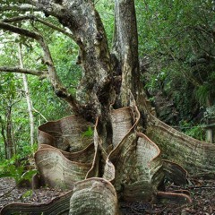 OrganicElectronic - The Forests' Frequencies