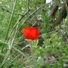 - - -فرقة راستاك وأروع غناء وموسيقى فلكلوريه - نوروز - Rastak Band