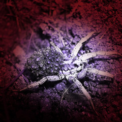 Gargantula