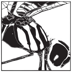 Enter The Dragonfly