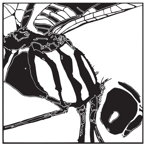 Enter The Dragonfly