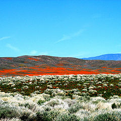March of the Desert Bloom
