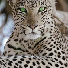 SHE speaks ~ Leopard