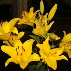 New Stars