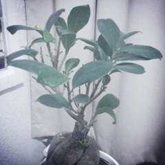 Love Me Like I'm Not Made Of Stone (Lykke Li)