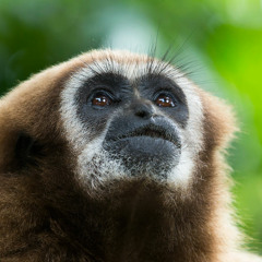 White-handed Gibbon - Taman Negara, Malaysia