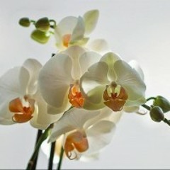 liennguyen - Natacha -  Francis Goya