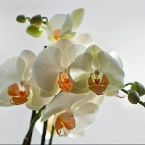 liennguyen - Natacha -  Francis Goya