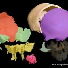 CRANIAL MOTION w/ VARBONOF