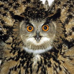 MC DIDO - DIA DE TIROTEIO [[ COMPLEXO DA CORUJA ]] [[ DJ LEANDRO ]] [[ 2008 ]]