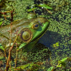 Froggy