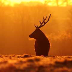 Warrior Spirit