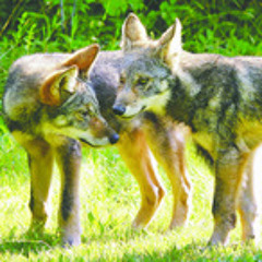 Interview with Howling for Wolves founder Maureen Hackett on Jack & Ben Show KTLK AM 1130