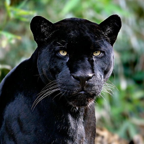 Stream TRAVISWILD's Animal Kingdom Radio 017 - Black Panther by Travis Wild  | Listen online for free on SoundCloud