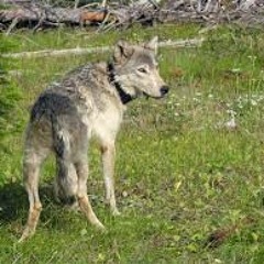 Protections for grey wolfs may be in decline