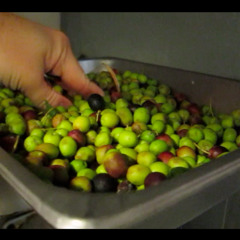Making Olive Oil