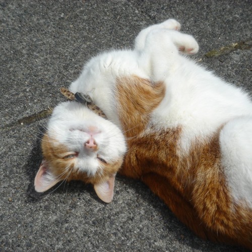 Much Too Happy