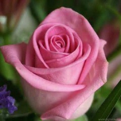 Poppy Mercury - Terlambat Sudah ( It's Already Late )