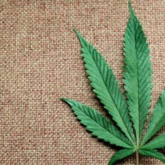 Bad Weed