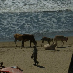 Cow On The Beach