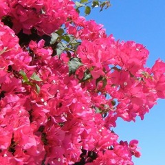 Bésame mucho by Consuelo Velasquez