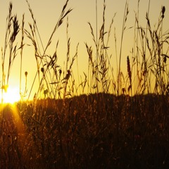 Herr Holz - Sonnenschmunzler #2