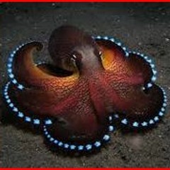 Pattern 39 - Octopuslegs