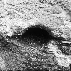 A Red Bed For Robin's Red Head