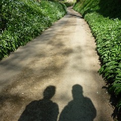 Watching Shadows