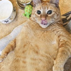 Fat Cats - Lung Junk