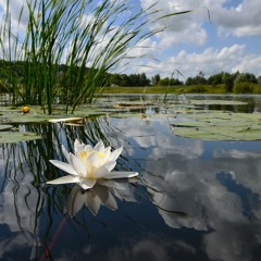 Vesna (ads soundtrack)