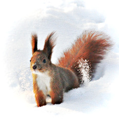 A Squirrel Jumping for a Nut