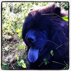 Blue Tongued Chow Crush