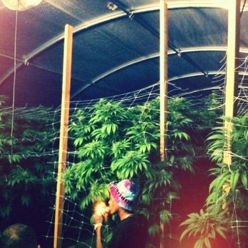 Wiz Khalifa - Ziplocc