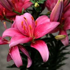 INNO - Petale De Crin