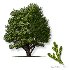 Juniper