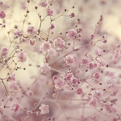 Snow flower (korean ver)- Vani ^^